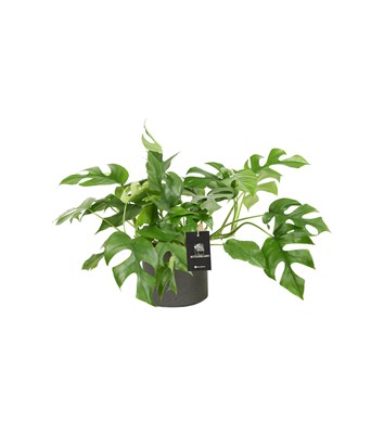 Monstera Minama XL